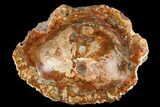 Colorful Polished Petrified Wood Dish - Madagascar #182868-1